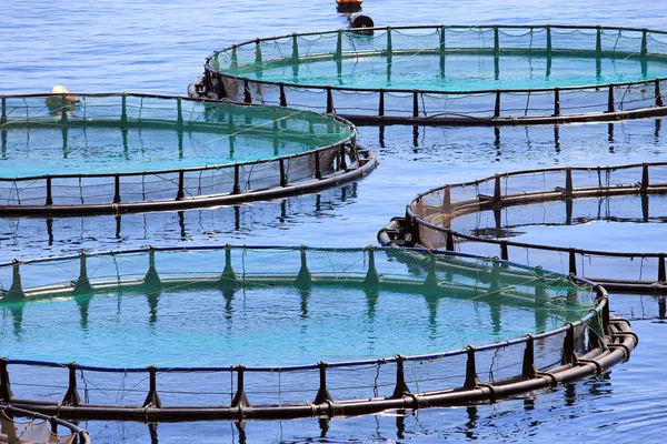 Best pisciculture practices