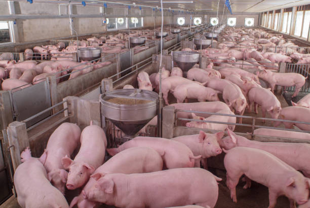 Best pig farming practices